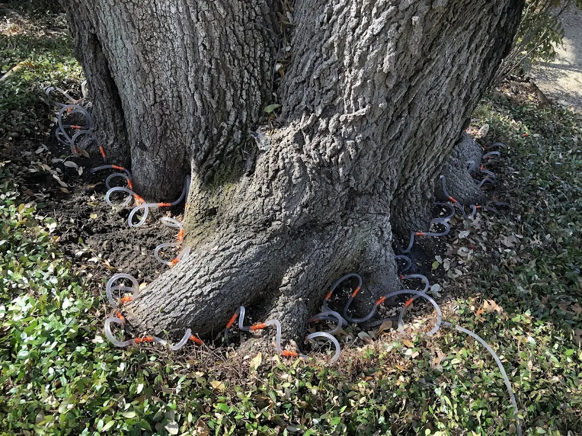 Detailed Tree Cabling and Bracing job site in Munford